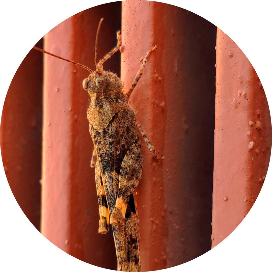 Trimerotropis pallidipennis grasshopper